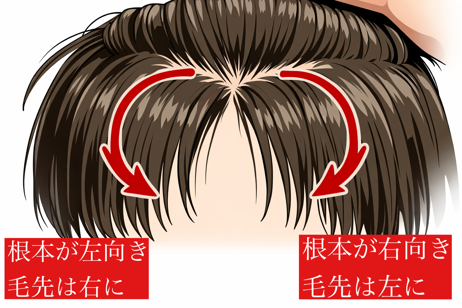 前髪の生えグセ 根元の向きと毛先の流れの図解